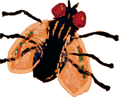 Acrylic art of a fly from the top down with its six legs splayed out. It has a black body, red eyes, and orange wings.
